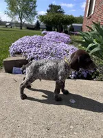 Gold Boy, a male German Shorthaired Pointer for sale in Hillsboro, OH – Photo 3 of 3