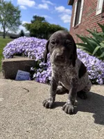 Gold Boy, a male German Shorthaired Pointer for sale in Hillsboro, OH – Photo 1 of 3