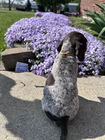 Gold Boy, a male German Shorthaired Pointer for sale in Hillsboro, OH – Photo 2 of 3