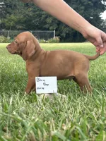 Blue Boy, a male Vizsla for sale in Hillsboro, OH – 2 of 3