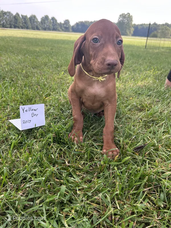 Yellow boy – Vizsla puppy for sale in Hillsboro, OH