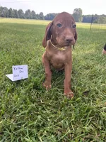 Yellow boy, a male Vizsla for sale in Hillsboro, OH – 1 of 4