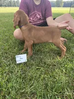 Green boy, a male Vizsla for sale in Hillsboro, OH – 3 of 4