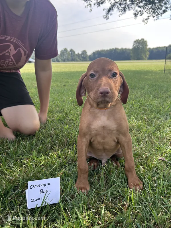 Orange boy – Vizsla puppy for sale in Hillsboro, OH