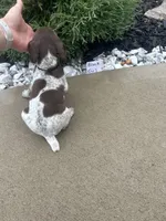 Black girl, a female German Shorthaired Pointer for sale in Hillsboro, OH – 3 of 4