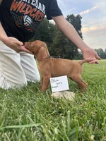 Blue girl, a female Vizsla for sale in Hillsboro, OH – 2 of 2