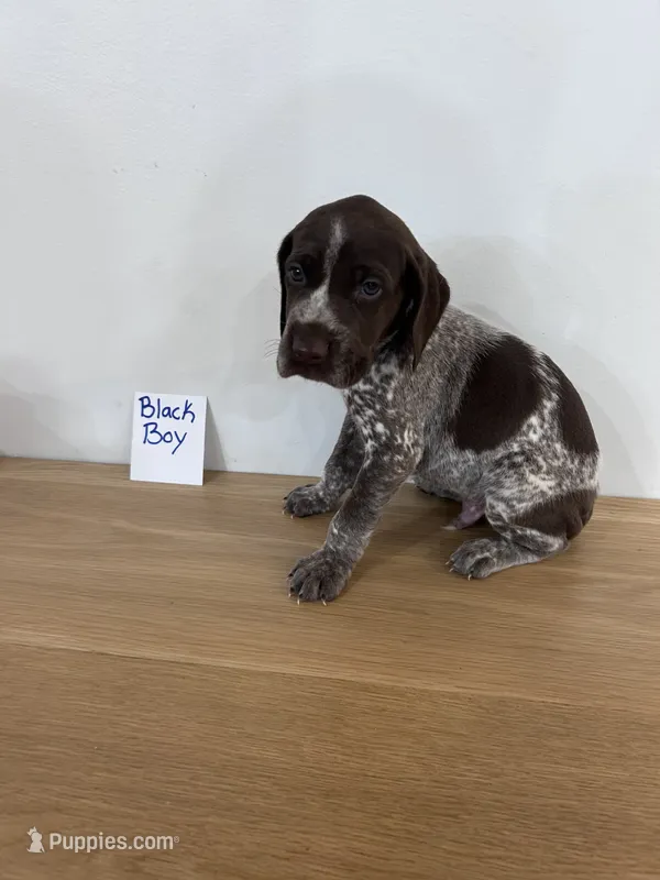 Black boy – German Shorthaired Pointer puppy for sale in Hillsboro, OH