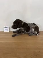 Green boy, a male German Shorthaired Pointer for sale in Hillsboro, OH – 2 of 3