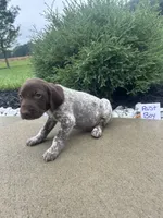 Rust boy, a male German Shorthaired Pointer for sale in Hillsboro, OH – 2 of 4