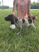 Blue boy, a male German Shorthaired Pointer for sale in Hillsboro, OH – 3 of 4