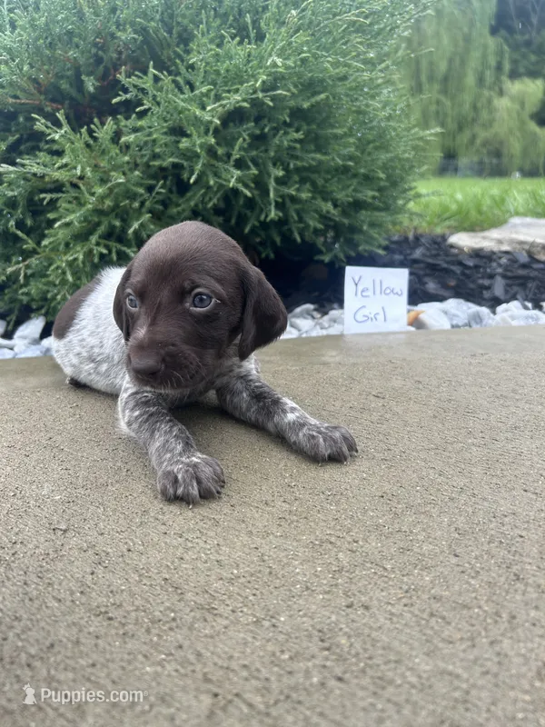 Yellow girl – German Shorthaired Pointer puppy for sale in Hillsboro, OH