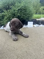 Yellow girl, a female German Shorthaired Pointer for sale in Hillsboro, OH – 1 of 4