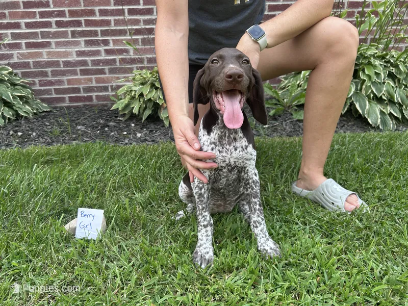 Berry Girl  – German Shorthaired Pointer puppy for sale in Hillsboro, OH