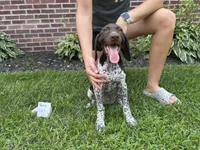 Berry Girl , a female German Shorthaired Pointer for sale in Hillsboro, OH – 1 of 4