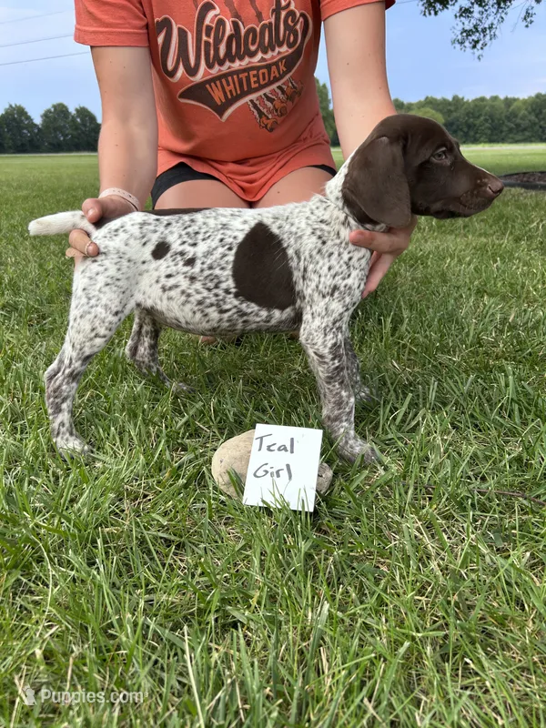 Teal girl – German Shorthaired Pointer puppy for sale in Hillsboro, OH