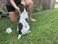 Teal girl, a female German Shorthaired Pointer for sale in Hillsboro, OH – 2 of 4