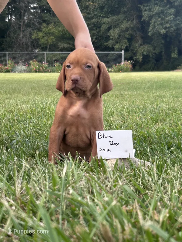 Blue Boy – Vizsla puppy for sale in Hillsboro, OH