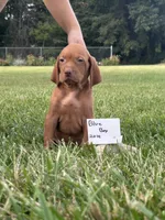 Blue Boy, a male Vizsla for sale in Hillsboro, OH – 1 of 3