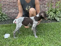 Black girl, a female German Shorthaired Pointer for sale in Hillsboro, OH – 4 of 4