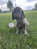 Blue boy, a male German Shorthaired Pointer for sale in Hillsboro, OH – 4 of 4