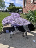 Rust Boy, a male German Shorthaired Pointer for sale in Hillsboro, OH – Photo 3 of 4