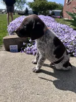 Rust Boy, a male German Shorthaired Pointer for sale in Hillsboro, OH – Photo 2 of 4