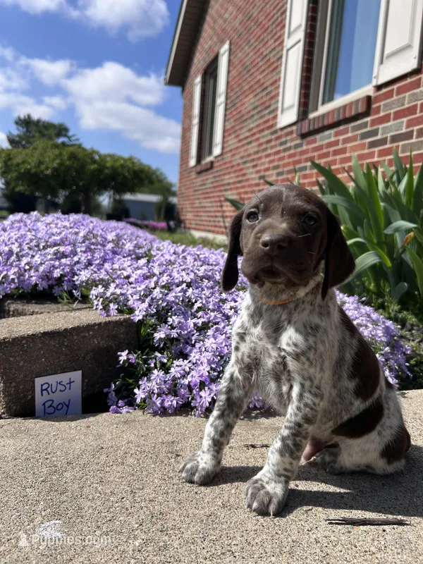 Rust Boy – German Shorthaired Pointer puppy for sale in Hillsboro, OH