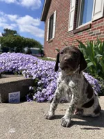 Rust Boy, a male German Shorthaired Pointer for sale in Hillsboro, OH – Photo 1 of 4