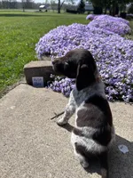 Rust Boy, a male German Shorthaired Pointer for sale in Hillsboro, OH – Photo 4 of 4