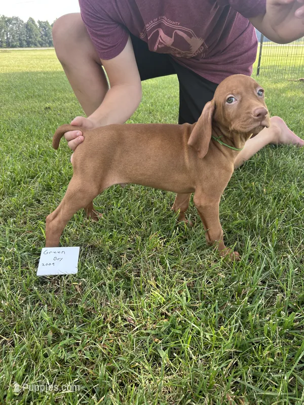 Green boy – Vizsla puppy for sale in Hillsboro, OH