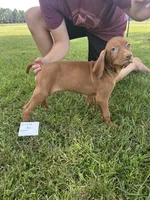 Green boy, a male Vizsla for sale in Hillsboro, OH – 1 of 4