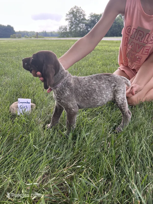 Lavender girl – German Shorthaired Pointer puppy for sale in Hillsboro, OH