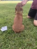 Yellow boy, a male Vizsla for sale in Hillsboro, OH – 2 of 4