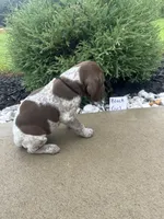 Black girl, a female German Shorthaired Pointer for sale in Hillsboro, OH – 2 of 4