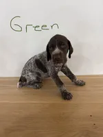 Green boy, a male German Shorthaired Pointer for sale in Hillsboro, OH – 1 of 3