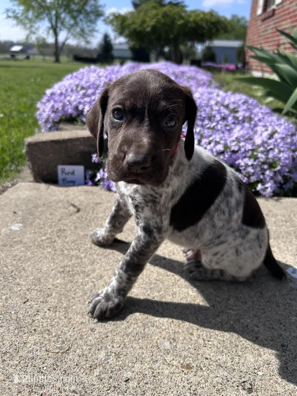 Red Boy – German Shorthaired Pointer puppy for sale in Hillsboro, OH