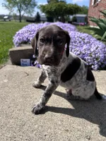 Red Boy, a male German Shorthaired Pointer for sale in Hillsboro, OH – Photo 1 of 3