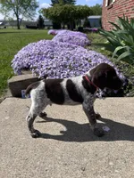 Red Boy, a male German Shorthaired Pointer for sale in Hillsboro, OH – Photo 3 of 3