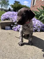Red Boy, a male German Shorthaired Pointer for sale in Hillsboro, OH – Photo 2 of 3