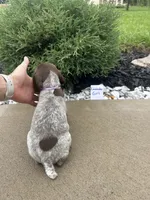Lavender girl, a female German Shorthaired Pointer for sale in Hillsboro, OH – 3 of 4