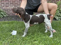 Berry Girl , a female German Shorthaired Pointer for sale in Hillsboro, OH – 2 of 4