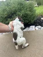 Teal girl, a female German Shorthaired Pointer for sale in Hillsboro, OH – 4 of 4