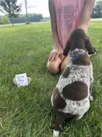 Blue boy, a male German Shorthaired Pointer for sale in Hillsboro, OH – 2 of 4