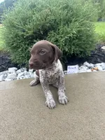 Black girl, a female German Shorthaired Pointer for sale in Hillsboro, OH – 4 of 4