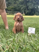 Orange boy, a male Vizsla for sale in Hillsboro, OH – 3 of 3