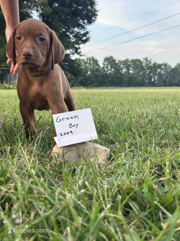 Green boy – Vizsla puppy for sale in Hillsboro, OH