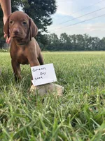 Green boy, a male Vizsla for sale in Hillsboro, OH – 1 of 3
