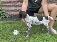 Teal girl, a female German Shorthaired Pointer for sale in Hillsboro, OH – 3 of 4
