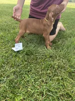 Yellow boy, a male Vizsla for sale in Hillsboro, OH – 4 of 4