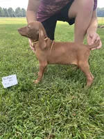 Yellow boy, a male Vizsla for sale in Hillsboro, OH – 3 of 4